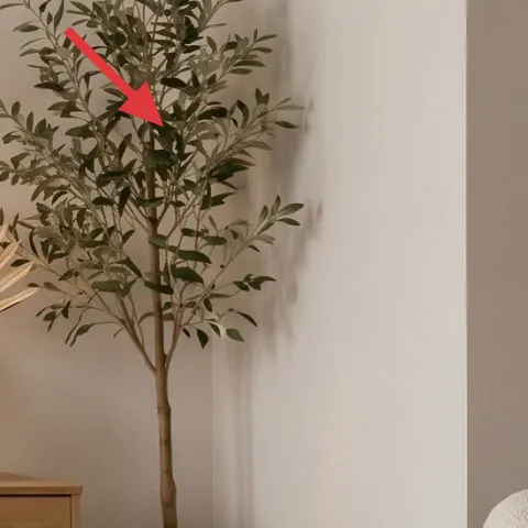 tall leafy floor plant in a pot